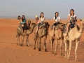 camel trekking sahara